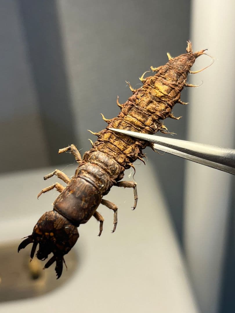 【希少産地】オオアゴヘビトンボ 奇蟲 タランチュラ ムカデ 標本 昆虫標本蜻蛉