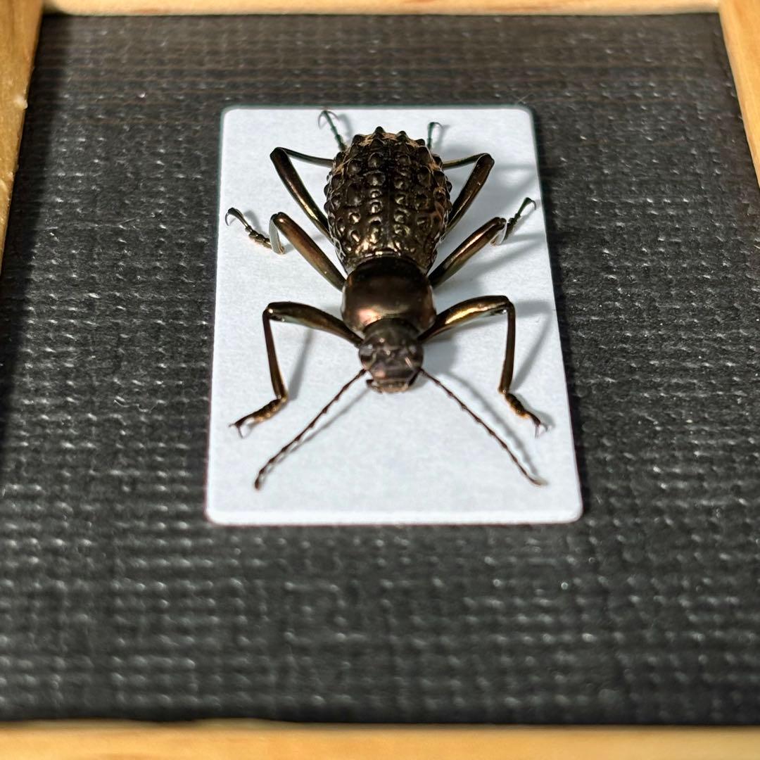 ボツボツとした突起を持つゴミダマ【標本】