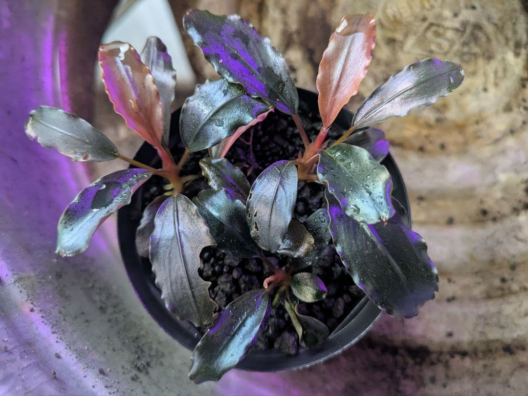 水草 Bucephalandra sp.Galaxy lic Puple