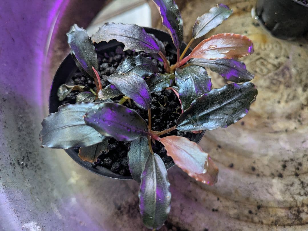 水草 Bucephalandra sp.Galaxy lic Puple