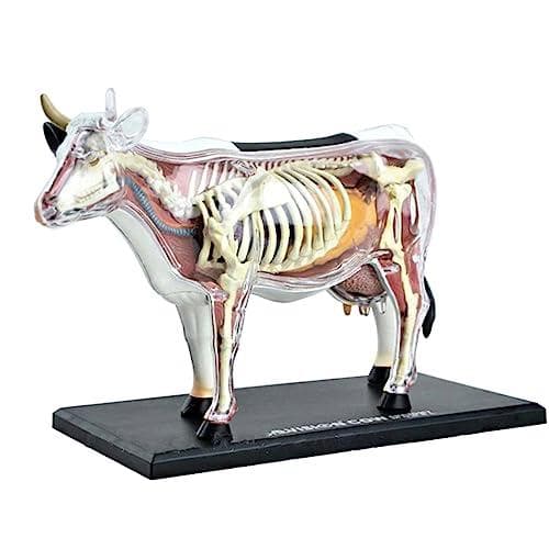 訳あり 4D VISION 乳牛 フィギュア 立体パズル 動物解剖 組立 模型