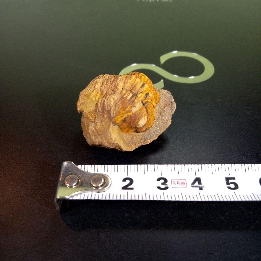 三葉虫　化石　fossil　ボリビア　trilobite　三葉虫綱　三葉虫管理⑩