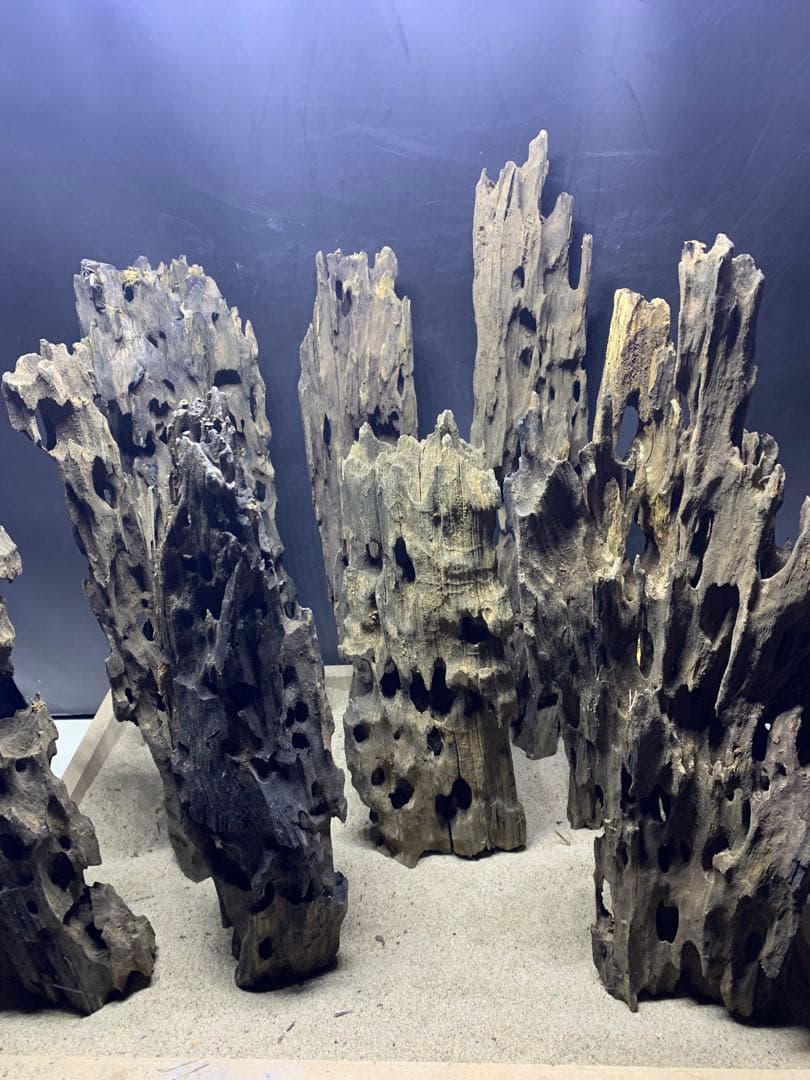 7[新品 特大のみ]マシンガンウッド9本★流木 水槽　レイアウト　アクアリウム