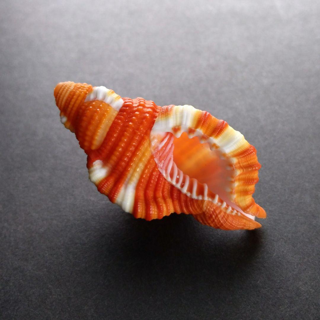 Narita様 リクエスト 4点 まとめ商品　貝殻