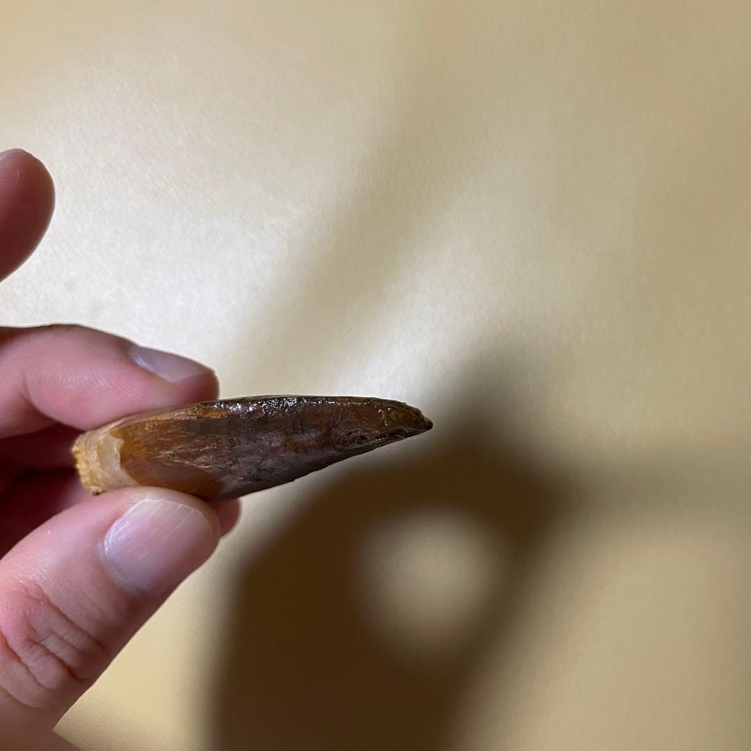 カルカロドントサウルス 化石 歯 牙 恐竜 ティラノサウルス T-REX 本物