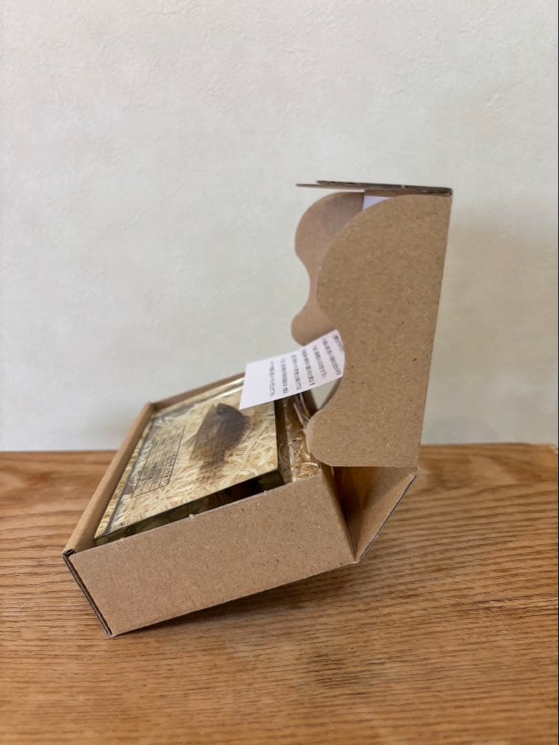 【超美品,希少種】ナポレオンフィッシュ（メガネモチノウオ）樹脂封入標本