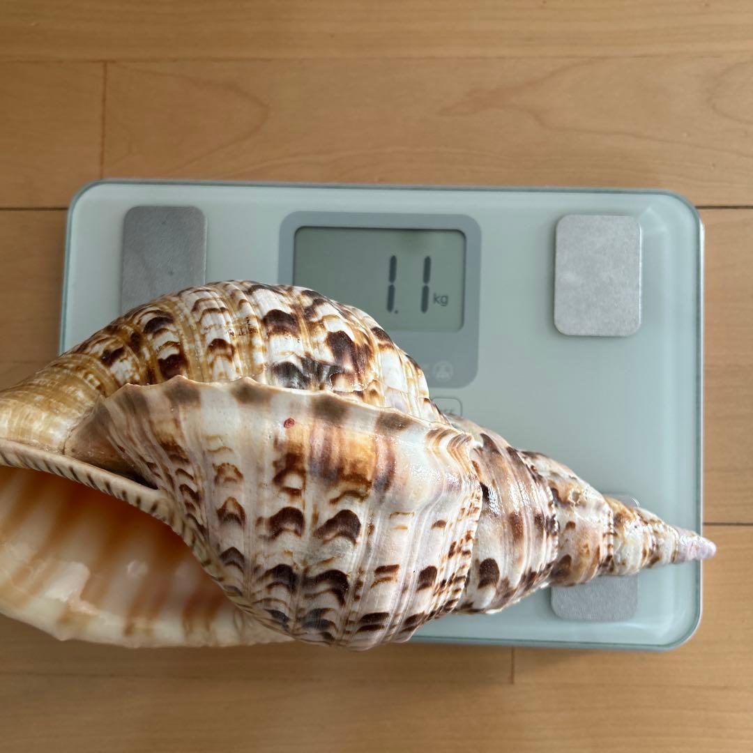 法螺貝　ホラ貝　沖縄県産　天然　貝殻 約30cm