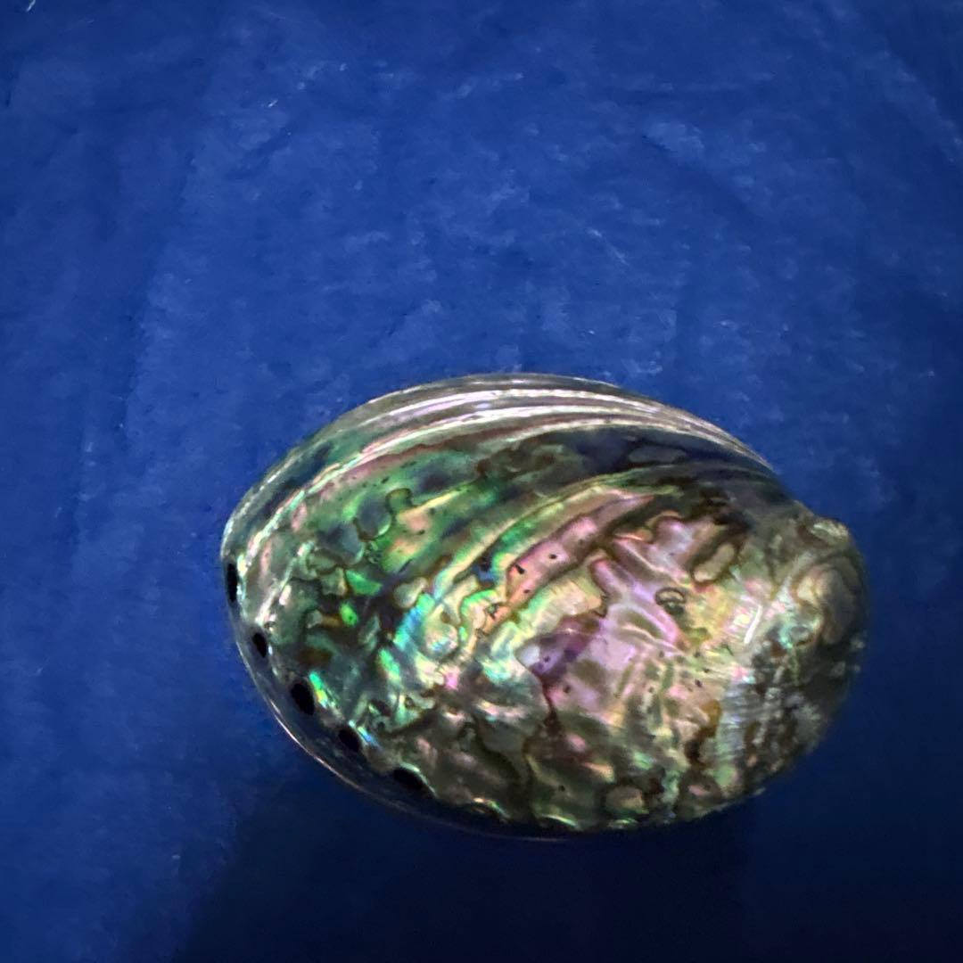 貝殻、５点セット