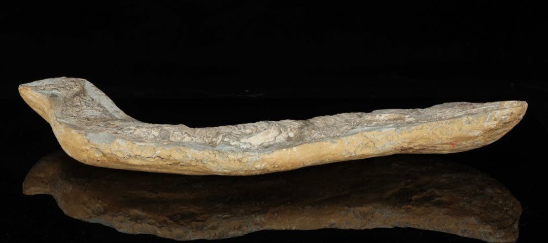 白亜紀前期 サンタナ層産 古代魚化石 魚類化石 クラドキクルス 骨格 標本