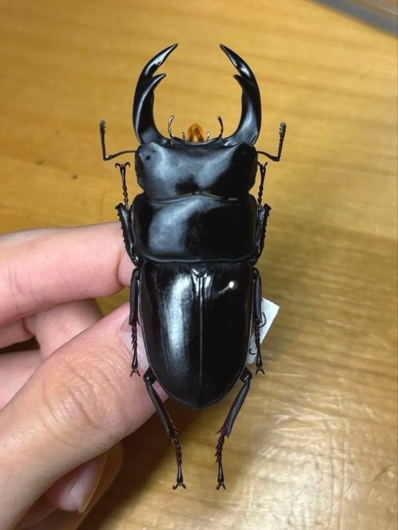 超貴重！！天然WDオオクワガタ山梨県材割り成虫採集