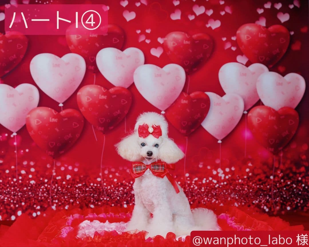 バレンタイン背景布【ハートC】サンプル　ペット撮影用　トリミングチョーカー販売中