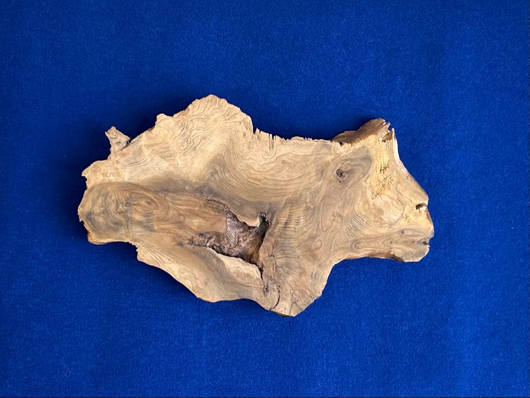 田中鱗水 メープル瘤材彫オオサンショウウオ 26cm 125.52g 神代杉台付