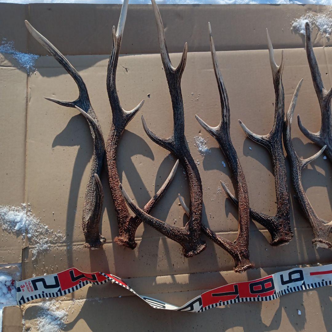 天然蝦夷鹿の角 　犬のおもちゃ　 工芸品などにどうぞ　１１番