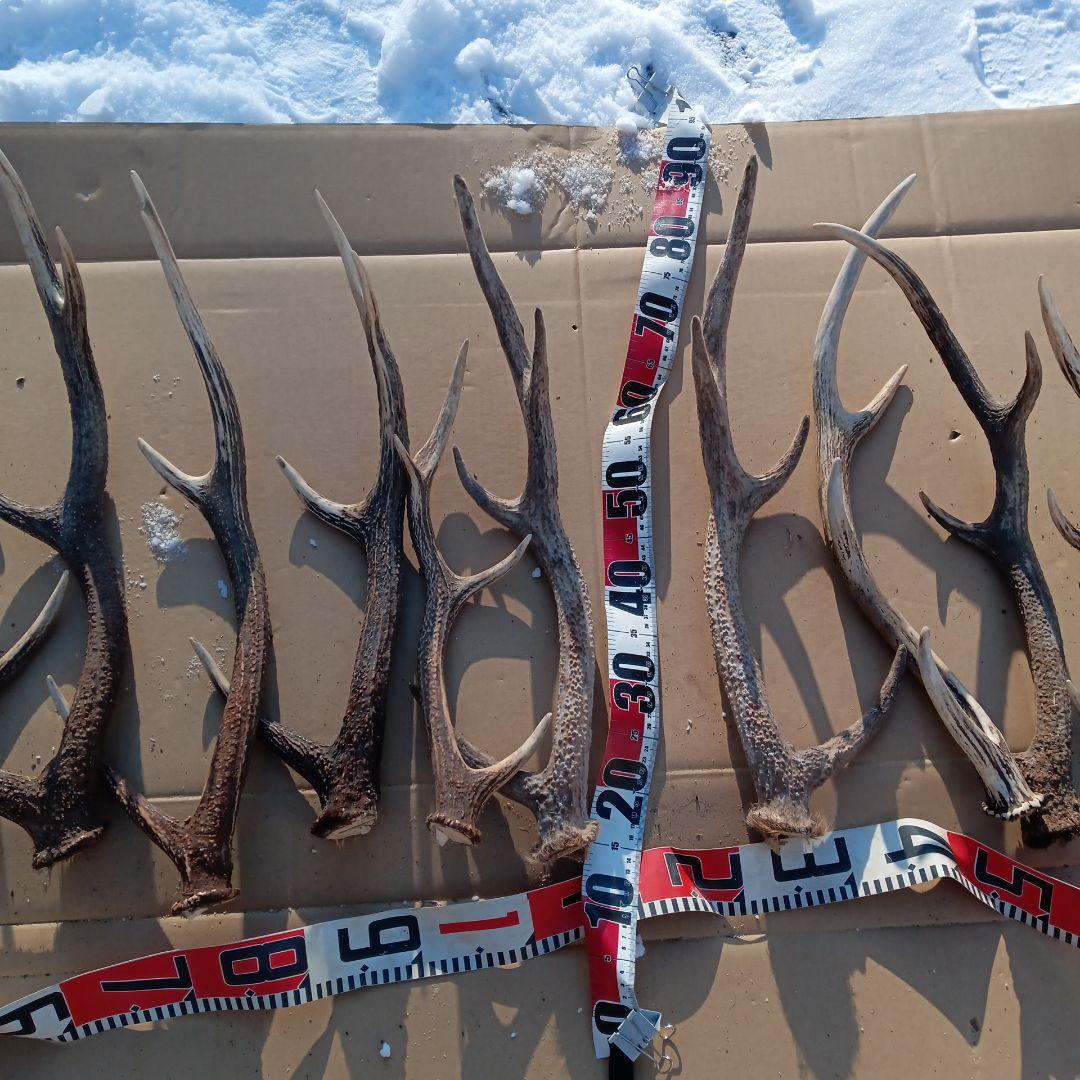 天然蝦夷鹿の角 　犬のおもちゃ　 工芸品などにどうぞ　１１番