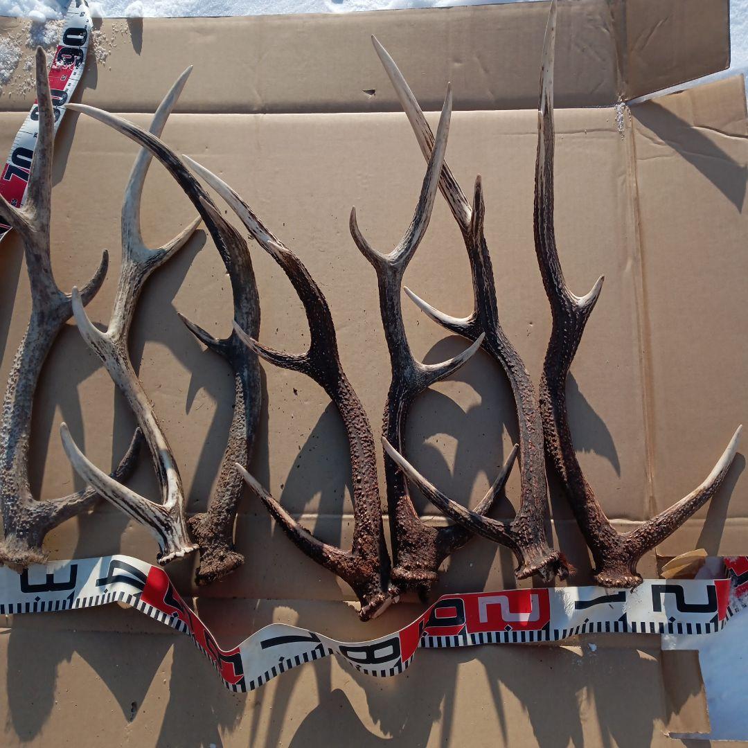 天然蝦夷鹿の角 　犬のおもちゃ　 工芸品などにどうぞ　１１番