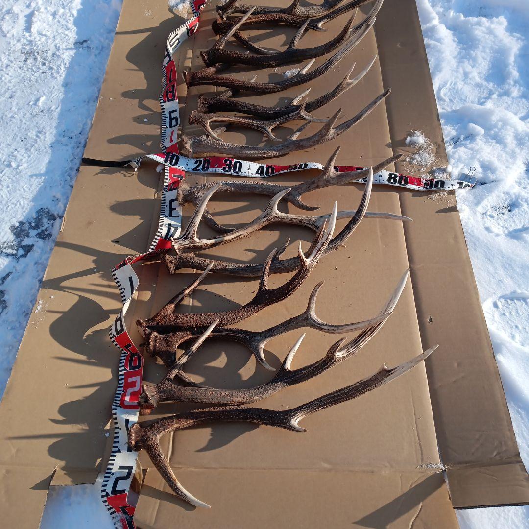 天然蝦夷鹿の角 　犬のおもちゃ　 工芸品などにどうぞ　１１番