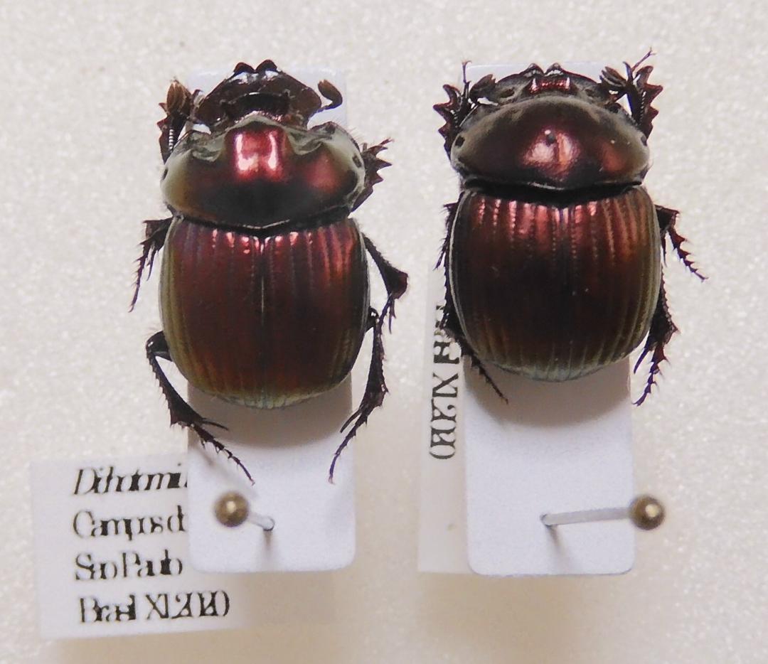 ブラジル産 スペシオーサダイコクコガネ 13-15mm