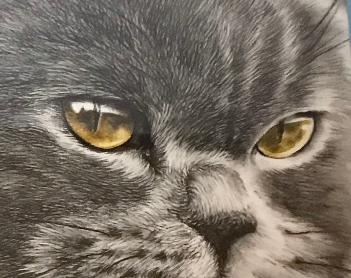 鉛筆画　猫