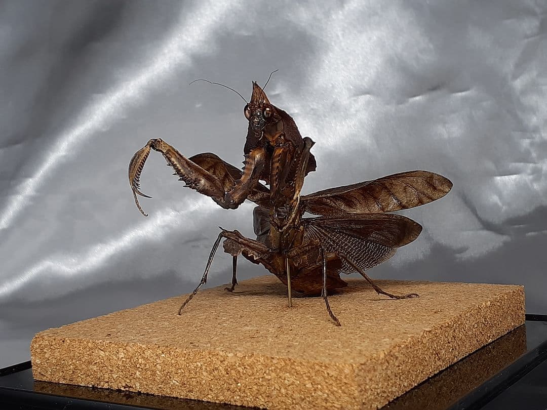 マオウカレハカマキリ雌　立体標本　魔王枯葉