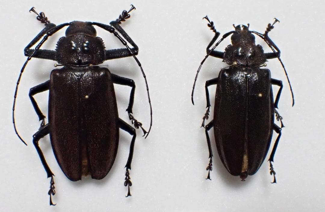 フィジー　希少　特大　ウスバカミキリ　標本　ペア