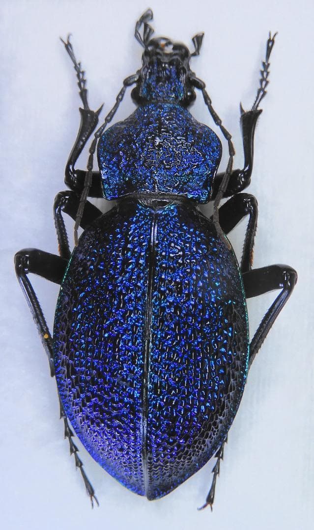 2割引きになりました　トルコ　特大　美麗オサムシ　53mm