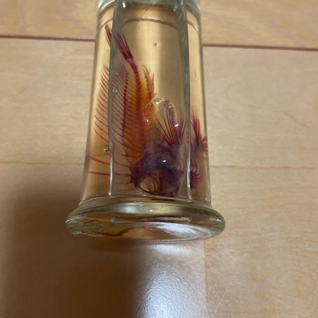 ハオコゼ　標本　化石　透明標本