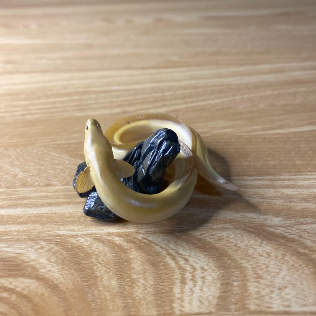 【中古】YUJIN 原色淡水魚図鑑　イワナ ウナギ　大正三色