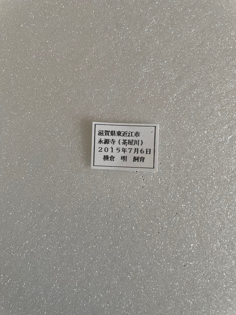 【異常型】ミヤマカラスアゲハ（1メス、北海道産）