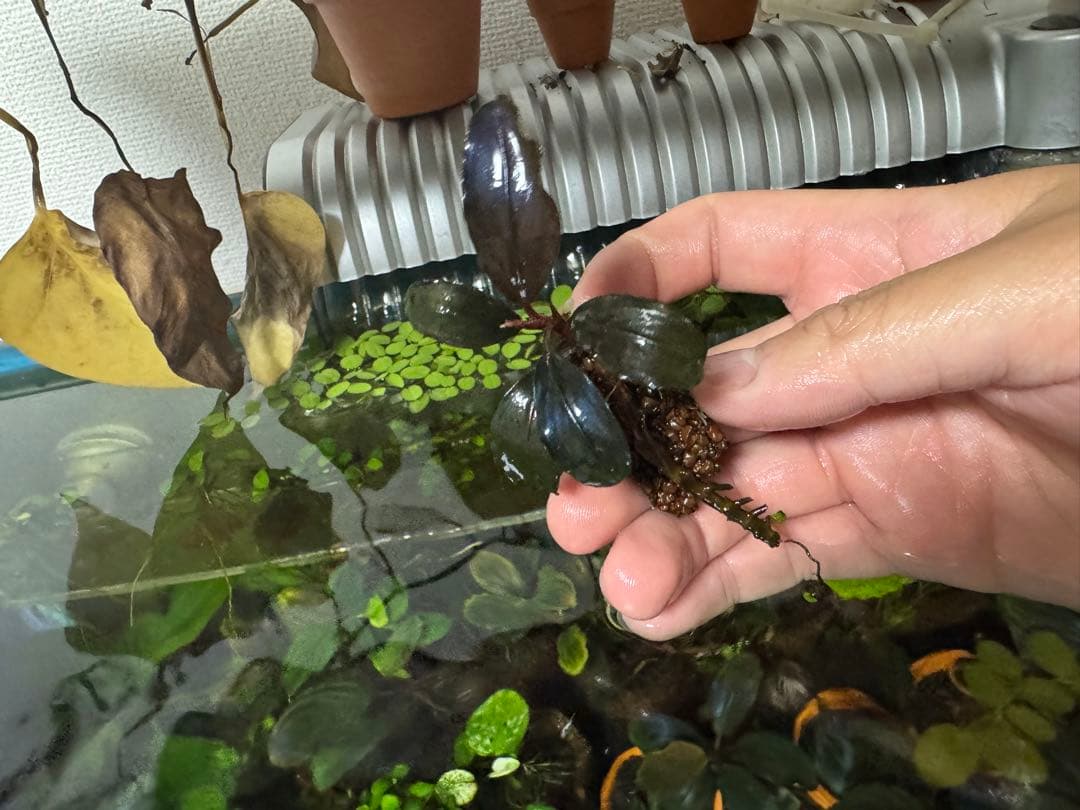 ブセファランドラ sp. ファンタスティックパープル　完全水中葉　子株あり