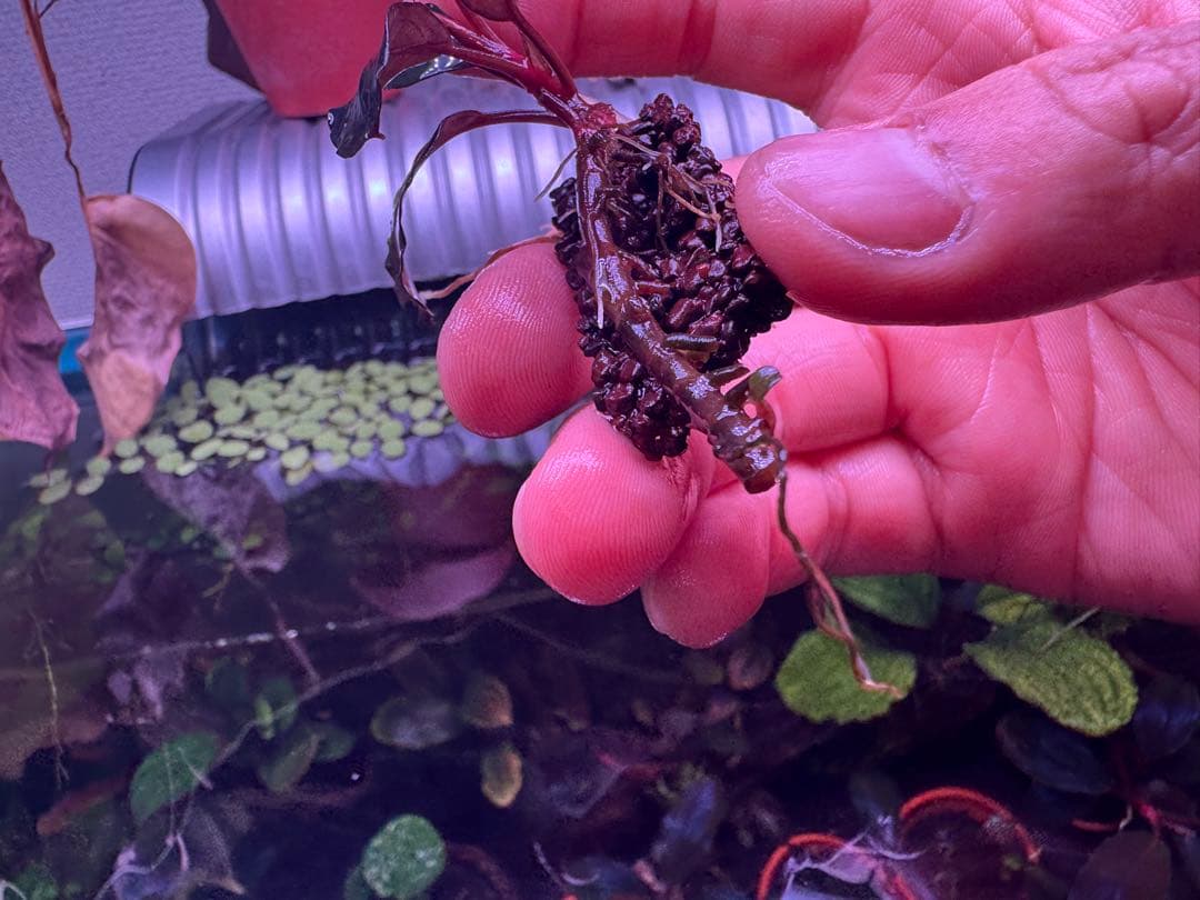 ブセファランドラ sp. ファンタスティックパープル　完全水中葉　子株あり