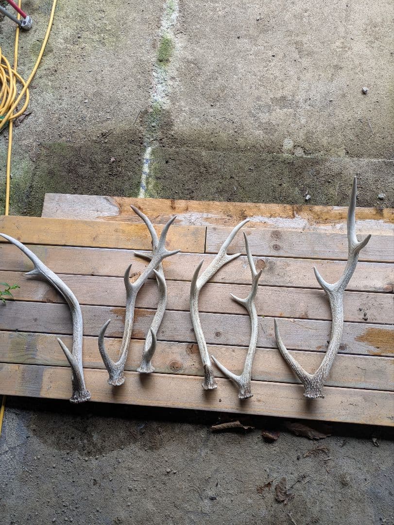 【北海道】複数の鹿の角　購入者様の要望に合わせてカットや本数承ります。