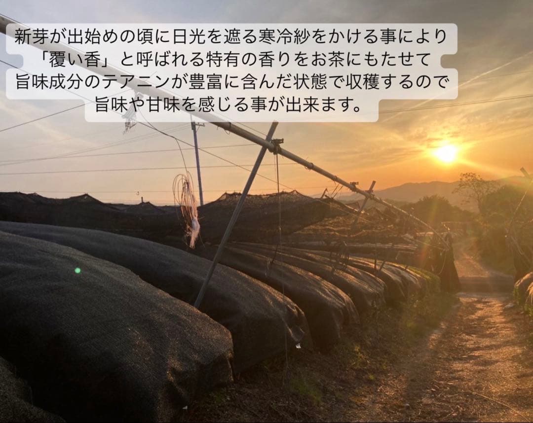 【無農薬抹茶】便利な個包装スティック100本入り！溶かすだけ簡単パウダータイプ