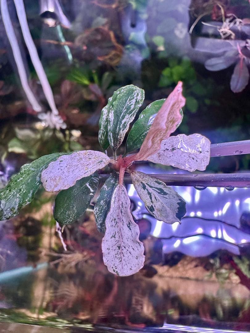 ブセファランドラｓｐ. ピンクバリエガータい斑入り