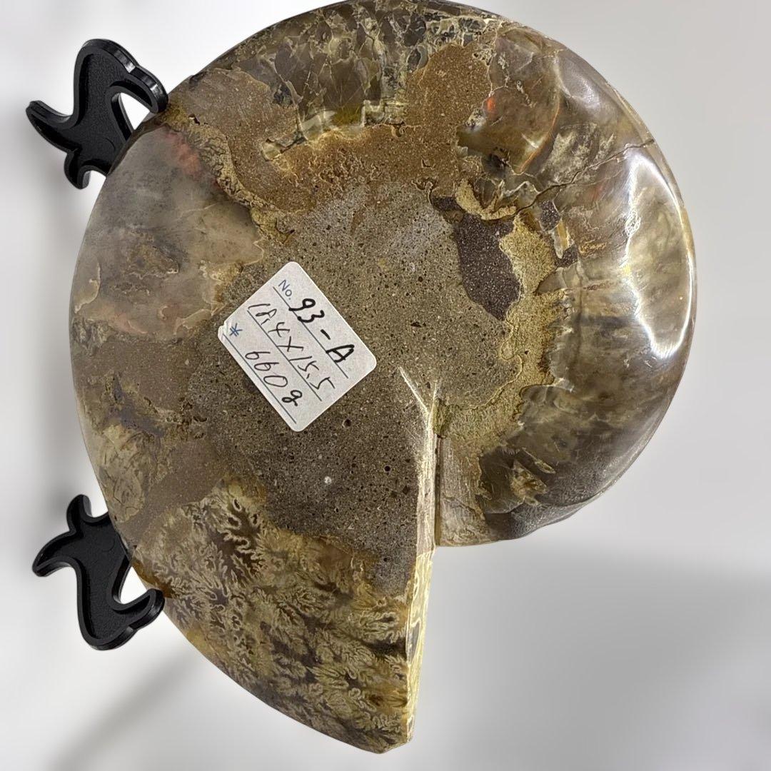 アモナイト化石 ペア　スタンド付き