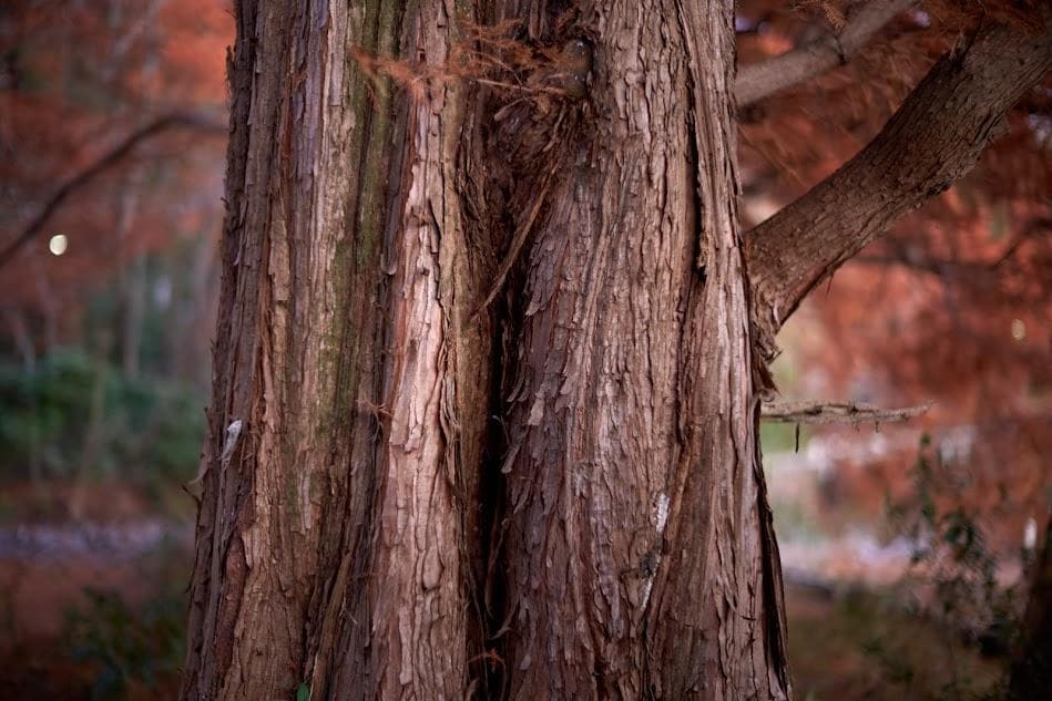 ライカ LEICA NOCTILUX-M 1:1.2/50 ASPH.