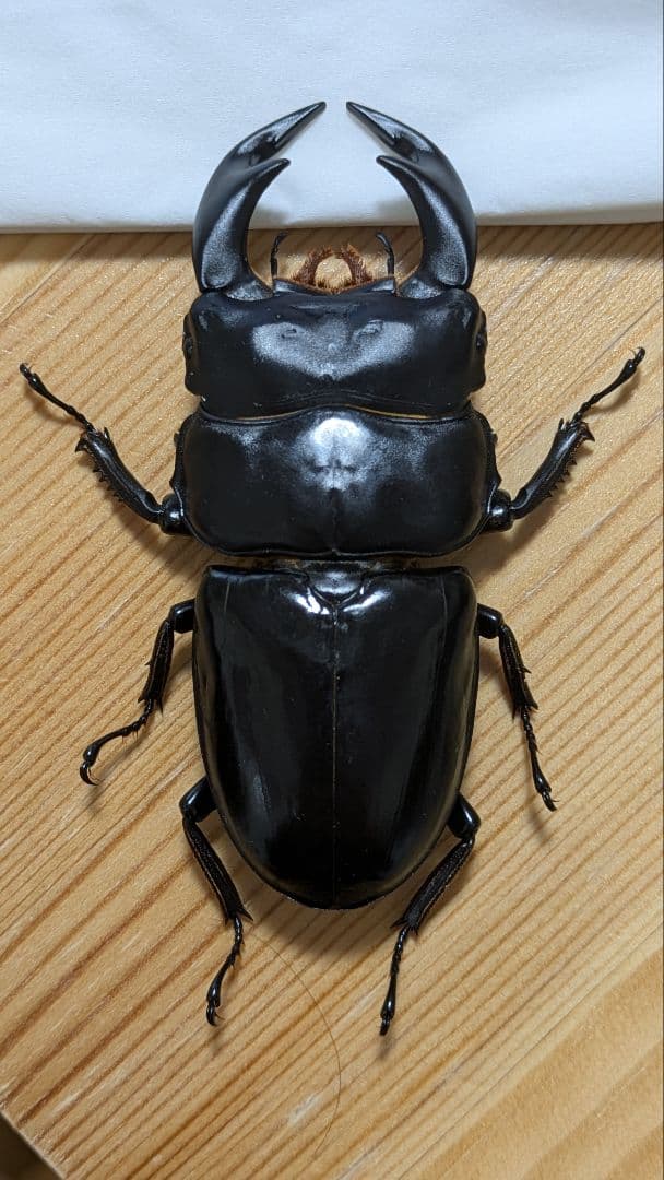 アンタエウスオオクワガタ　85mmペア