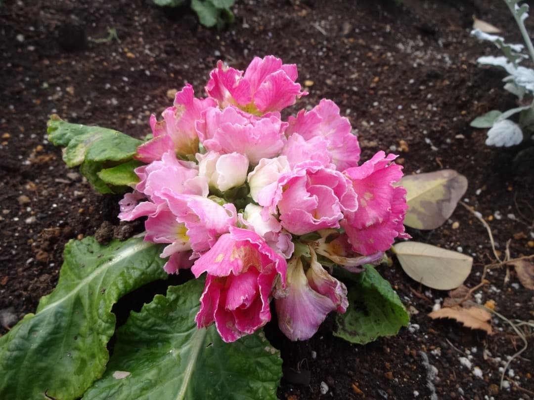 追加有⭕️【動作確認済】SONY Cyber-shot DSC-WX200