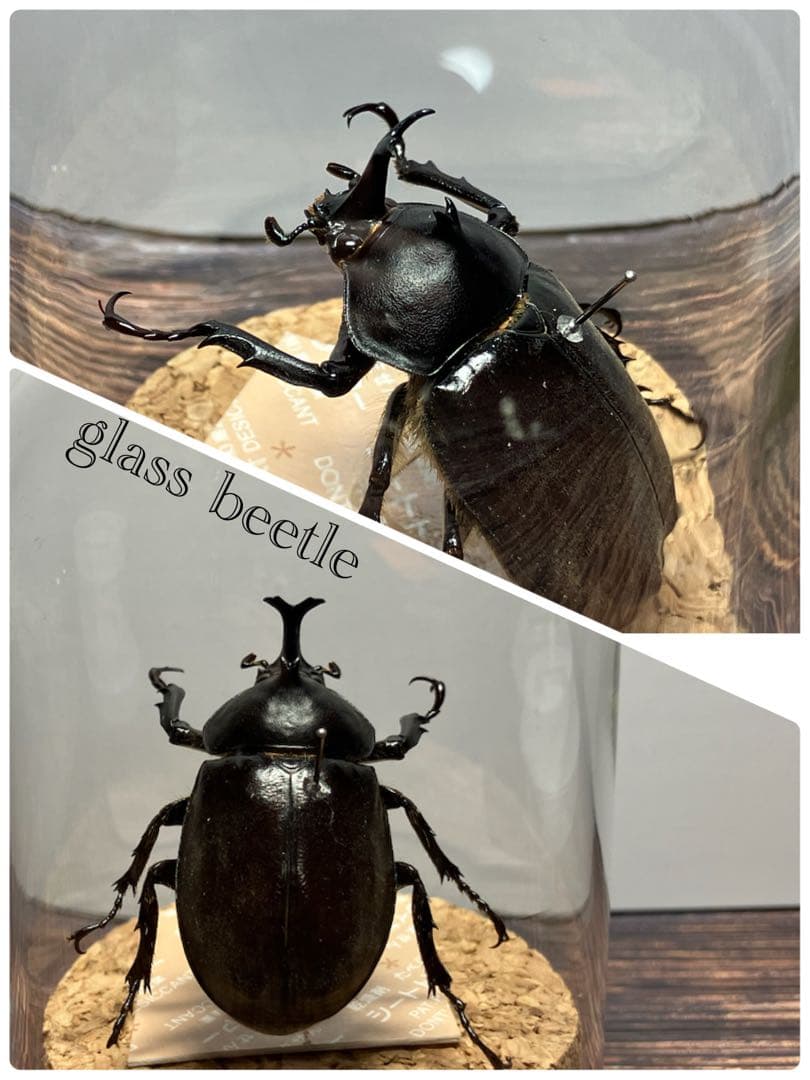 【Glass Beetleヤマトカブトムシ標本 GB-001】