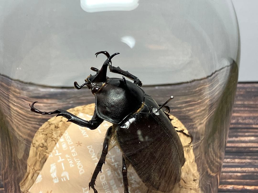 【Glass Beetleヤマトカブトムシ標本 GB-001】