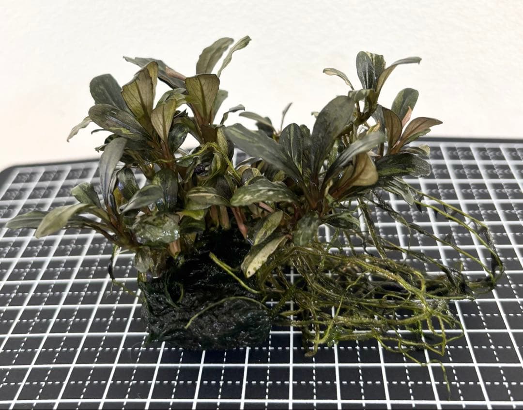 一点物　ブセファランドラ　バリエガータ　群生株　水中葉