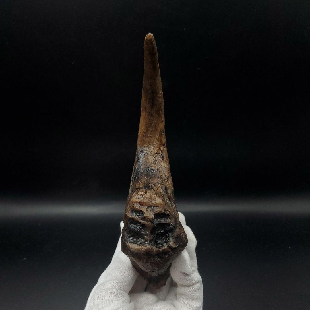 アロサウルス 爪 化石 レプリカ 約176.63mm  arr16