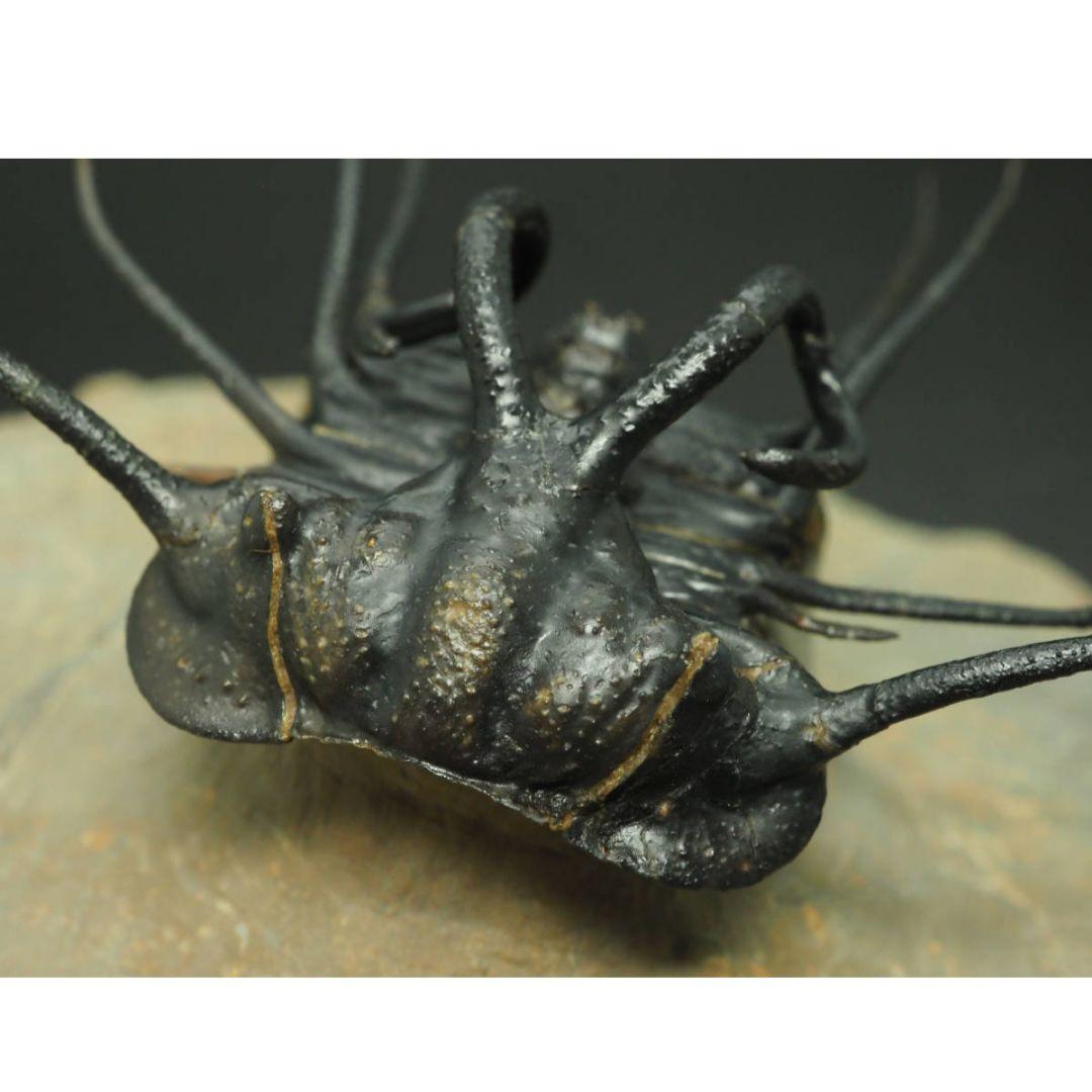 化石標本　骨格　三葉虫　ディクラヌルス　極美麗　特級標本