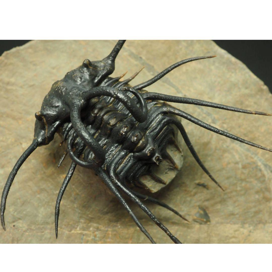 化石標本　骨格　三葉虫　ディクラヌルス　極美麗　特級標本