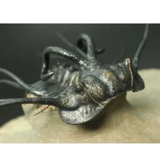 化石標本　骨格　三葉虫　ディクラヌルス　極美麗　特級標本