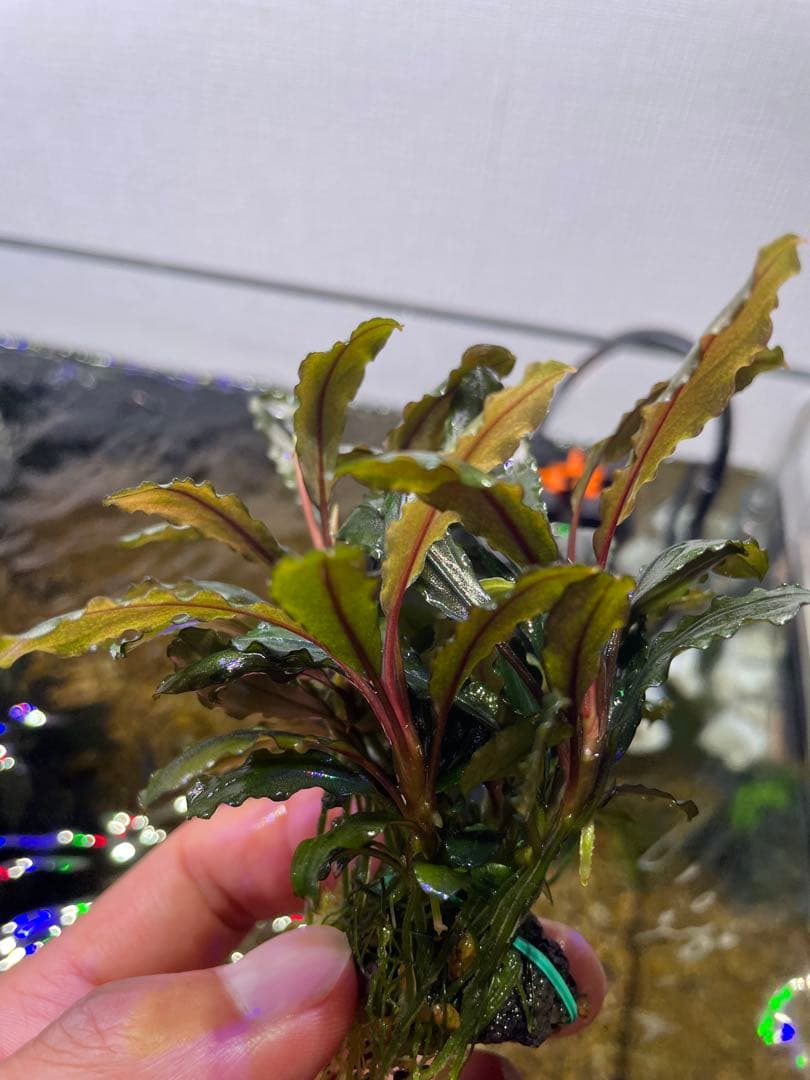 ま*ん様 ブセファランドラ 3種 4個