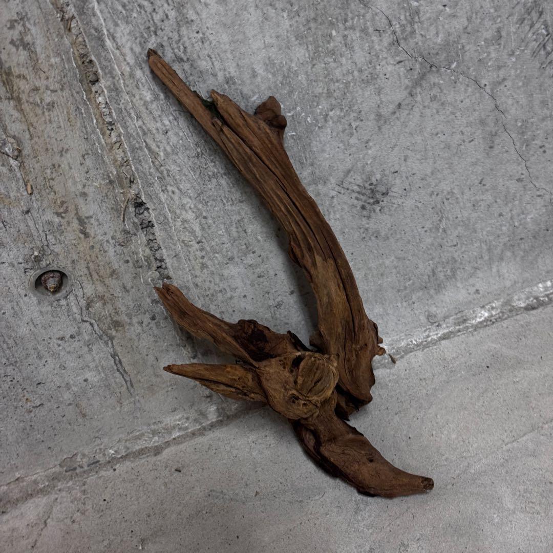 ADA ホーンウッド　流木その他　アクアリウム　テラリウム