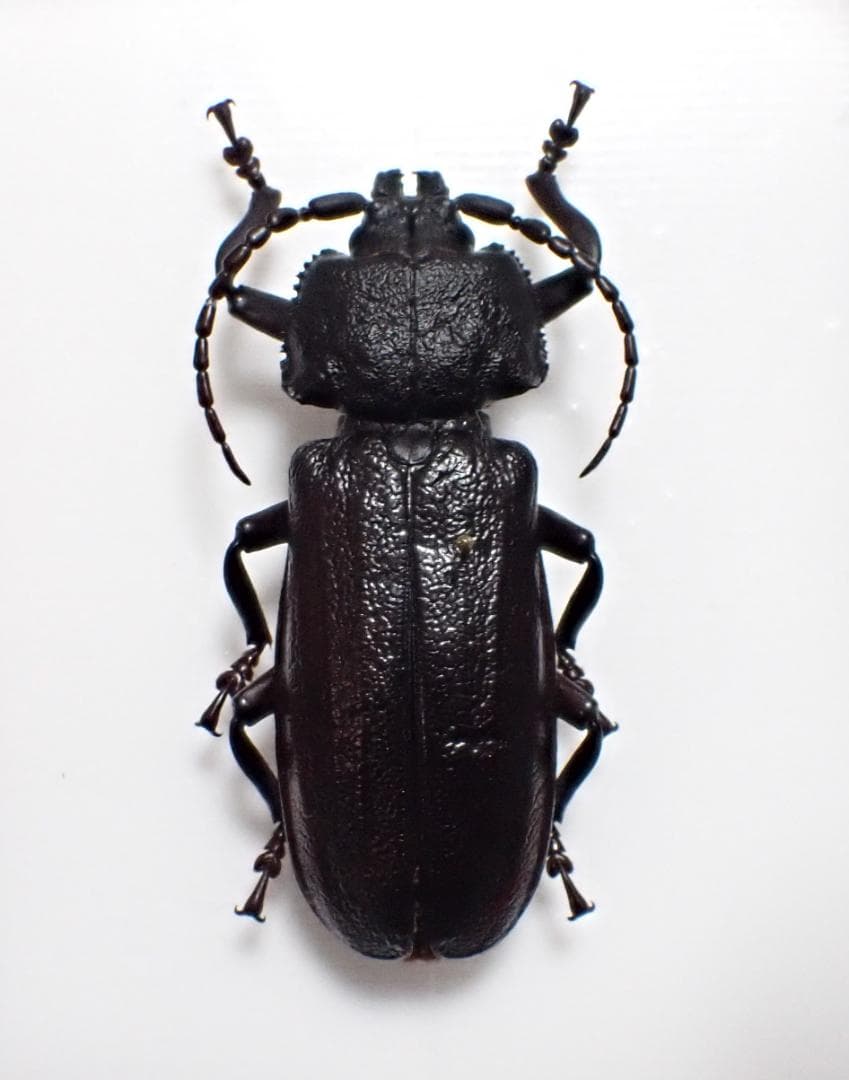 特大　超希少　P.N.G　ベニゲセニオオチャイロウスバカミキリ　標本