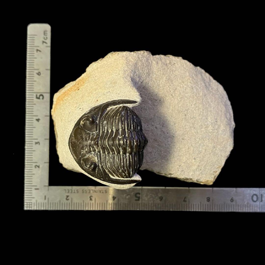 メタカンティナ　canthina　三葉虫　化石　モロッコ 産