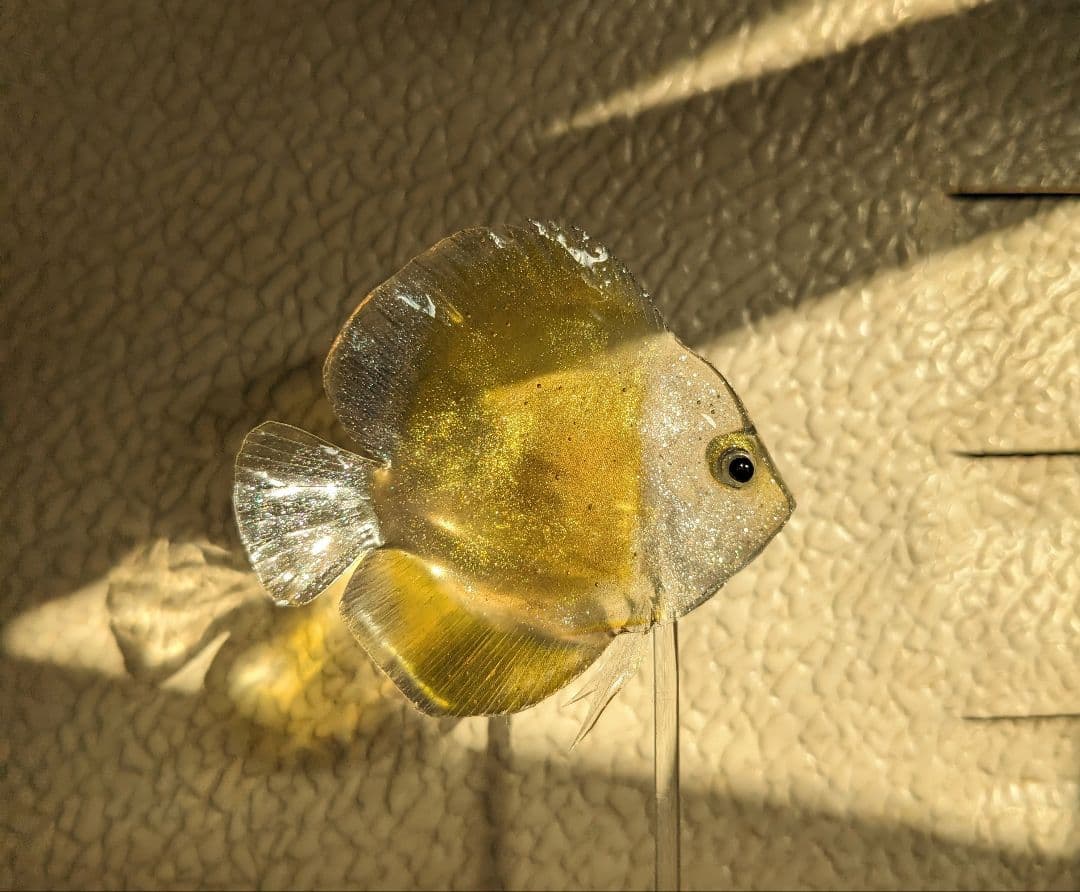 確認用　ゴールデンマルボロレッド