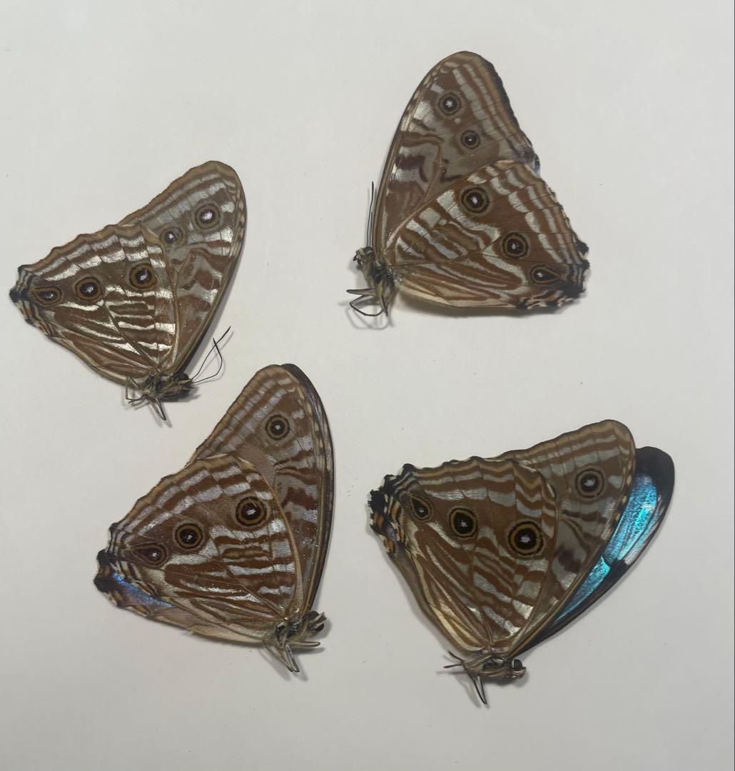 ポルティスモルフォ オス4頭セット